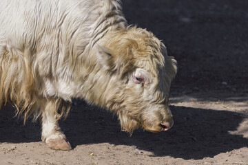Photo of a white yak in high quality.
