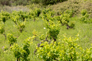 Vineyard on the island Zirje in Croatia