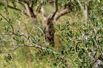 Olive trees on the island Zirje in Croatia