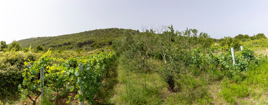 Vineyard on the island Zirje in Croatia