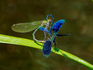 Libelle