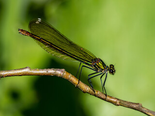 Libelle