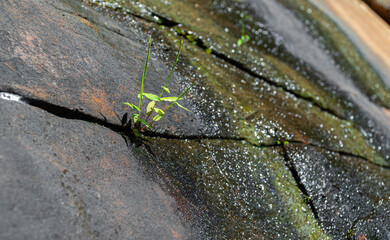 Close up view of grass. Small moss in the crevices of rocks. Which has water seeping out causing algae to grow.