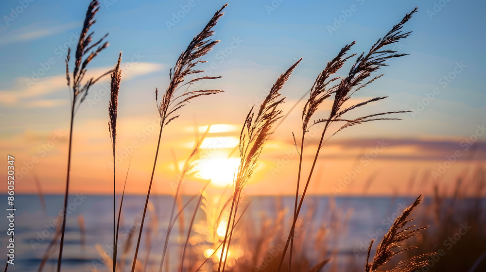 Aufkleber wild grasses on the sea coast at sunset macro image shallow depth of field beautiful autumn nature b