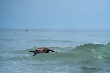 Brown Pelican Soaring Above Ocean Waves