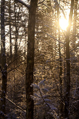 Scenes from peak winter with snow on trees and branches with frost, and golden sun rays in the background shining through the trees with no leaves from the Netherlands.