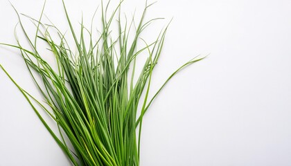 Chives - Allium schoenoprasum - is a species of flowering plant in the family Amaryllidaceae that produces edible leaves and flowers . Asian cooking vegetable food and broth concept. isolated on white