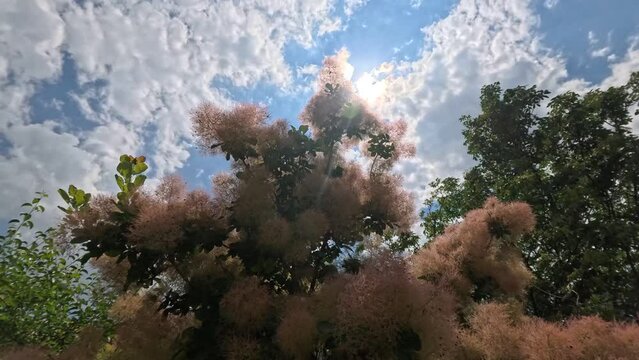 Cotinus Coggygria 'Royal Purple', smoke tree in backlight on a beautiful sunny day