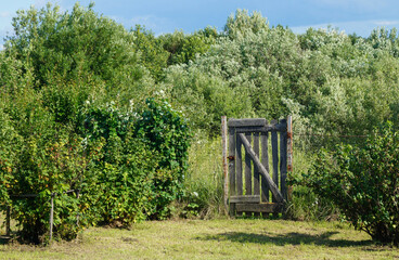 A wooden gate in the fence against the background of a green forest