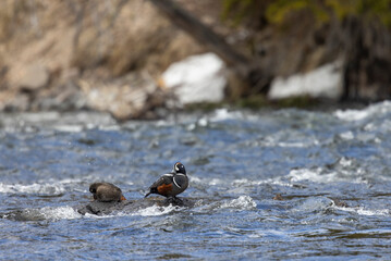 Pair of Harlequin Ducks in Yellowstone National Park in Springtime
