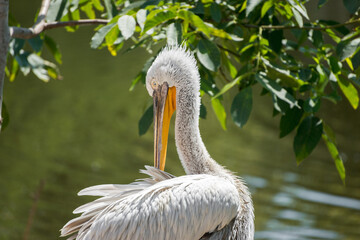 Pelican enjoys the sun