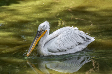 Pelican swims on the water and enjoys the sun.