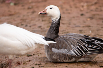 A Blue morph snow goose in Utah © Matt