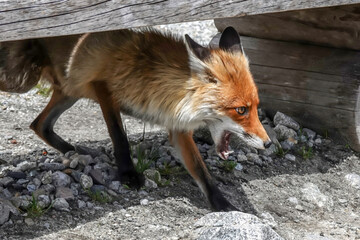 A stray mountain fox is looking for human food in the high Tatras in a mountain resort among tourists