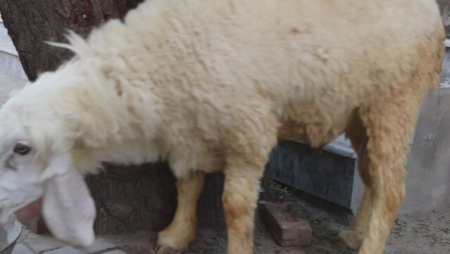 cute white sheep eating hay