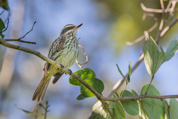Brazilian Savannah Bird 
The birds of Brazil are very beautiful and have many colors