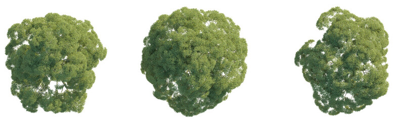 Brachychiton tree plan top view 4k png cutout isolate