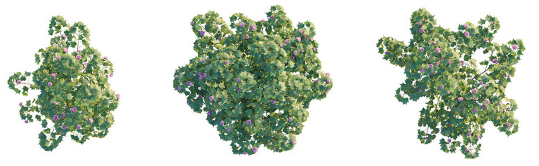 Hibiscus mutabilis tree plan top view 4k png cutout isolate © Đỗ Hải