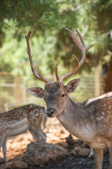 Beautiful photo of a fallow deer on a sunny day.