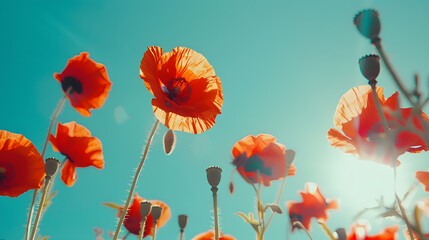 Obraz premium Poppy flowers or papaver rhoeas poppy in garden early spring on a warm sunny day against a bright blue sky High quality photo : Generative AI