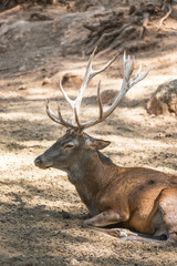 A red deer lies on the ground in the shade during the day.