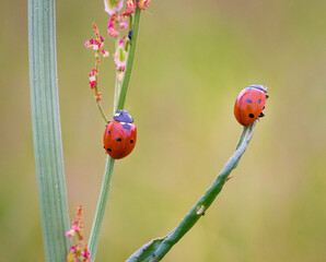 Two ladybirds in a pink flower