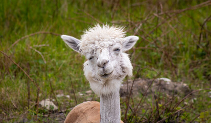 Obraz premium Alpaca makes a funny face
