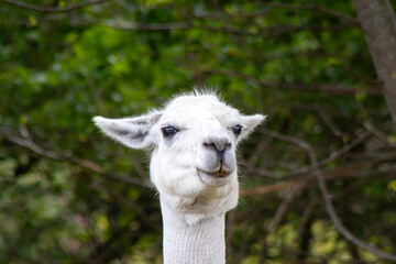 close up of a llama © susannemogensen