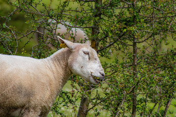 Sheep eating a tree