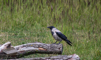 crow on a branch