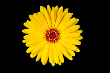 yellow gerber daisy on black background