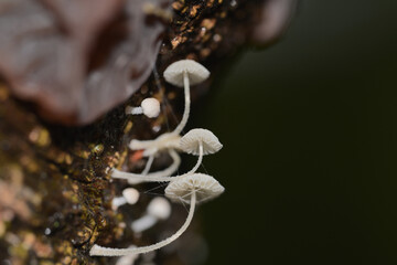 Tree trunk covered with white baby umbrella mushrooms