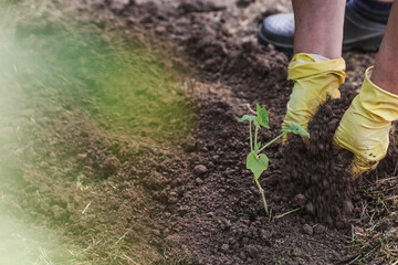 The hands of an elderly woman hold a young plant in the ground. Pumpkin seedlings are planted in the ground. Close-up. The concept of spring planting of vegetables and agriculture.