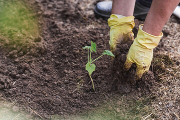 The hands of an elderly woman hold a young plant in the ground. Pumpkin seedlings are planted in the ground. Close-up. The concept of spring planting of vegetables and agriculture.