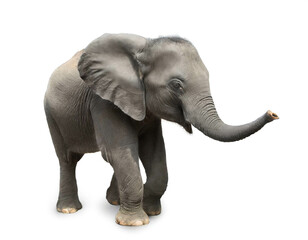Obraz premium Baby Elefant isoliert auf weißen Hintergrund, Freisteller 