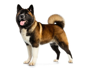 Fototapeta premium American akita stehend auf vier beinen isoliert auf weißen Hintergrund, Freisteller 