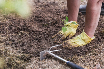 The hands of an elderly woman hold a young plant in the ground. Pumpkin seedlings are planted in the ground. Close-up. The concept of spring planting of vegetables and agriculture.