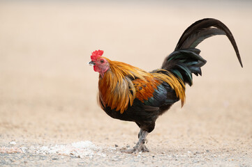 Rooster is eating  rice on the floor.Selective focus.