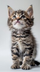 Adorable Kitten Posing on White Background, Perfect for Pet Lovers Generative AI