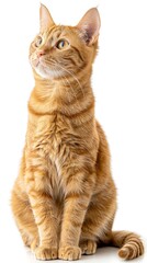 Obraz premium Adorable Orange Cat on White Background Generative AI