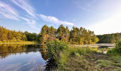 Pond with evergreens 