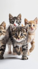 Adorable Cats and Kittens on White Background Generative AI