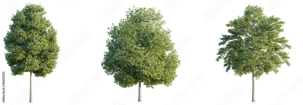 Poster fanxinus americana tree 4k png cutout isolate