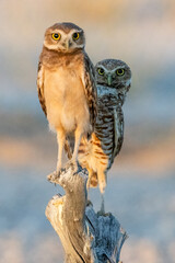 Juvenile and Adult Burrowing Owls
Clark County
Nevada