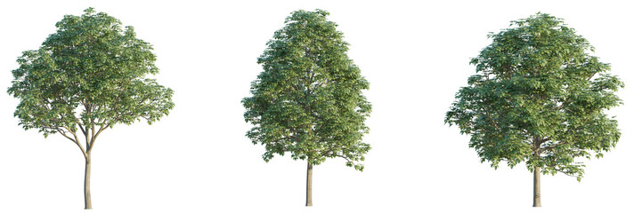 Bischofia polycarpa tree 4k png cutout isolateisolate