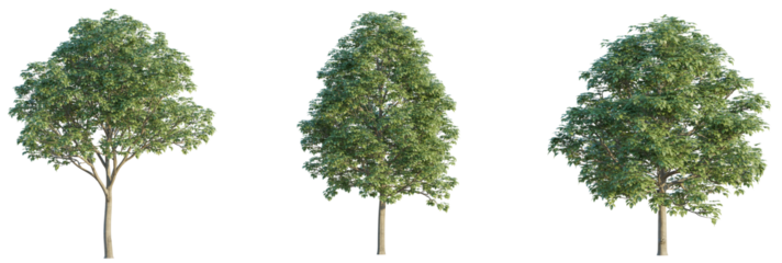Bischofia polycarpa tree 4k png cutout isolateisolate
