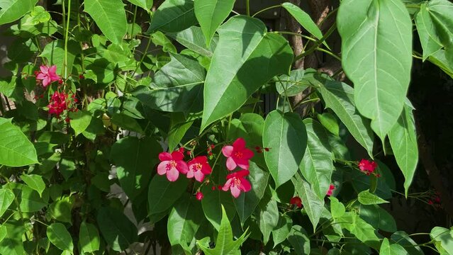 Jatropha integerrima, commonly known as peregrina or spicy jatropha flowers, blossoming nicely.