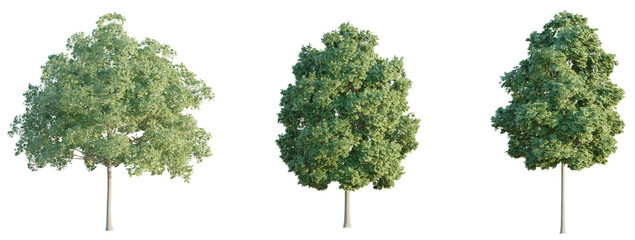 Acer campestre tree 4k png cutout isolate