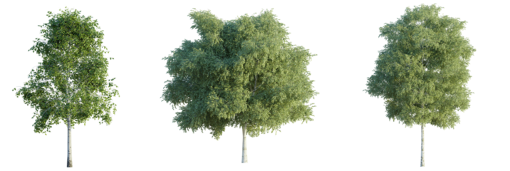  Betula pendula tree 4k png cutout isolate