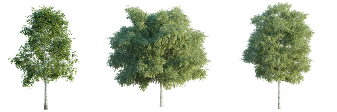 Fototapeta  Betula pendula tree 4k png cutout isolate